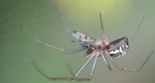 Geomyza tripunctata